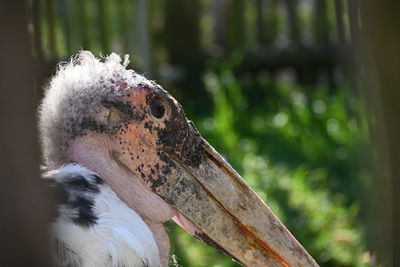 Close-up of a bird against blurred background