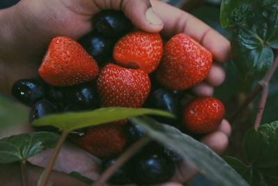 Close-up of strawberries