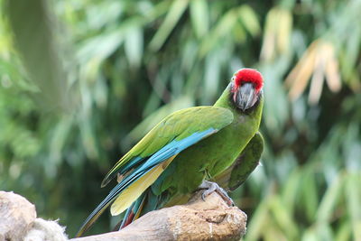 Close-up of bird perching on plant