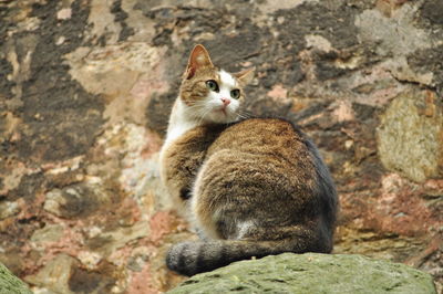 View of cat sitting on rock