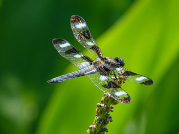 Dragonfly on green background