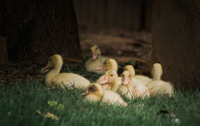 Close-up of ducklings on grass