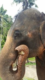 Close-up of elephant against sky