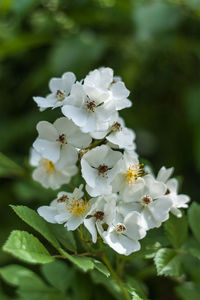 Close-up of fresh white flowers on tree