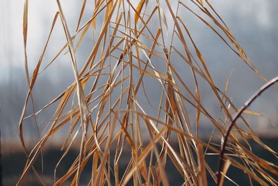 Close-up of crops on field against sky