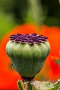 Close-up of orange poppy flower