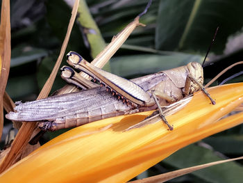 Close-up of damselfly on plant