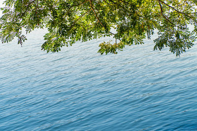 Scenic view of lake in forest