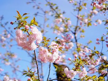 Low angle view of cherry blossoms against sky