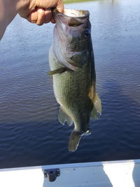 Midsection of man holding fish in lake