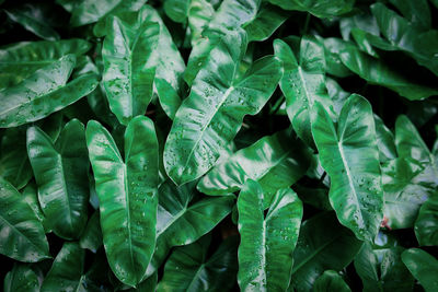 Full frame shot of green leaves