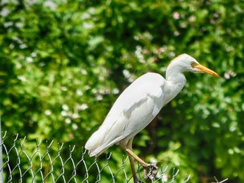 Close-up of heron perching on tree