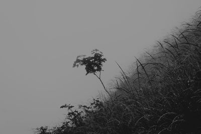 Low angle view of silhouette trees against clear sky