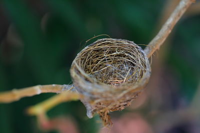 The bird's nest was built on the branches under the shade.