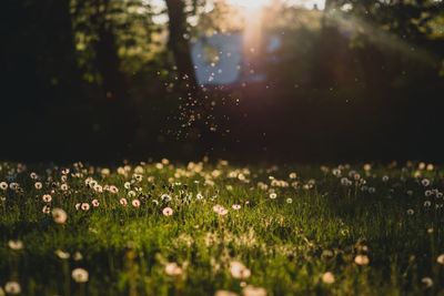 Defocused image of flowers on field