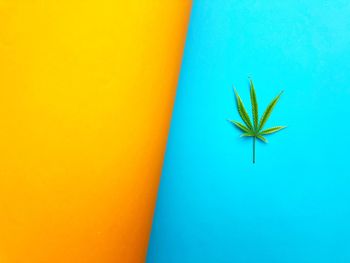 Close-up of plant against wall