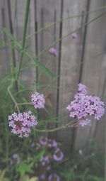 Close-up of purple flowers blooming outdoors