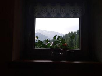 Trees and plants seen through window of house