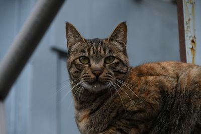 Close-up portrait of a cat