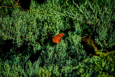 Close-up of plants growing on tree