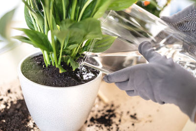 Close up of female gardener hands watering spathiphyllum houseplant