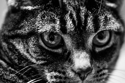 Close-up portrait of cat