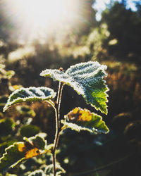 Close-up of frozen plant