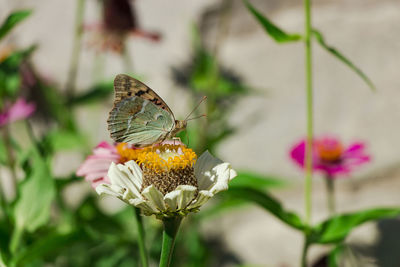 Close-up of butterfly pollinating on pink flower