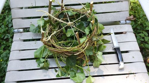 High angle view of potted plant