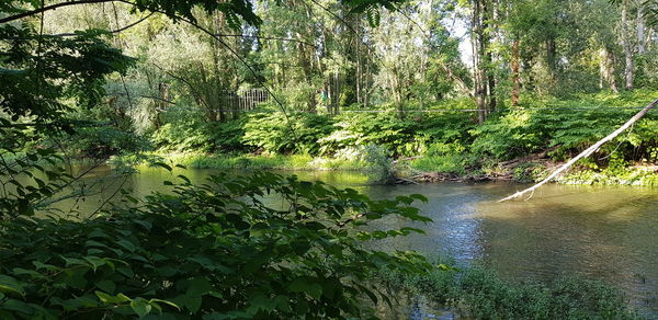 Scenic view of river amidst trees in forest