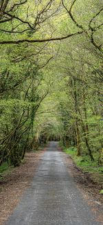 Road amidst trees