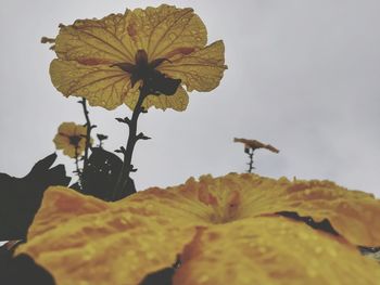 Close-up of plant against sky