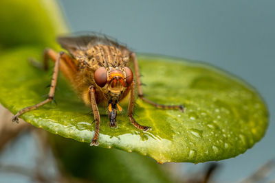 Close-up of insect on leaf