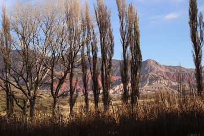 Panoramic shot of trees on field against sky