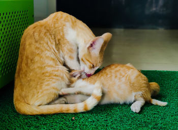 Close-up of cats sleeping