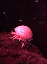 Close-up of pink jellyfish in aquarium