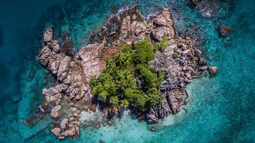 High angle view of coral in sea