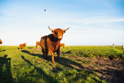 Goat standing on field against sky
