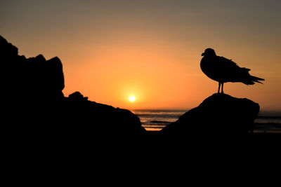Silhouette bird perching on rock against sky during sunset