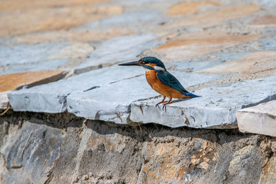 Bird perching on rock