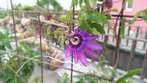 Close-up of pink flower blooming