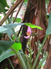 Close-up of plant