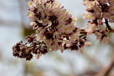 Close-up of flowers blooming on tree