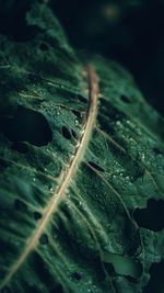 Close-up of raindrops on leaves