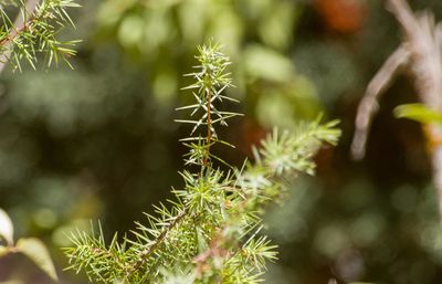 Close-up of cactus plant