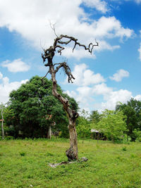 Tree on field against sky