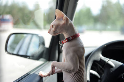 Cat looking through car window