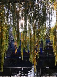 Tree by lake in park during autumn