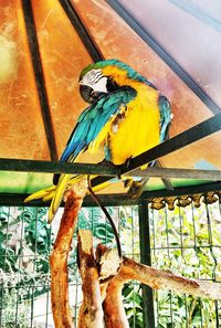 Low angle view of a bird perching on metal