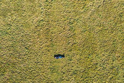 High angle view of corn field